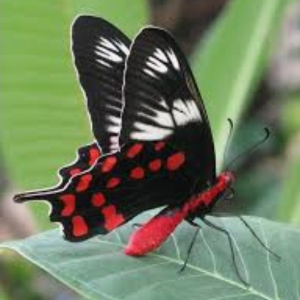 🦋 Butterfly Ring - Picture 2 of 2